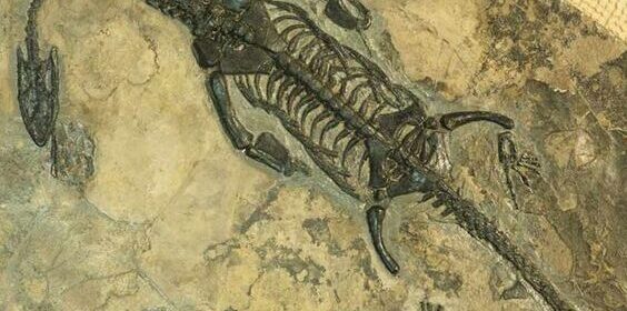 Cache in Chinese Mountain Reveals 20,000 Prehistoric Fossils