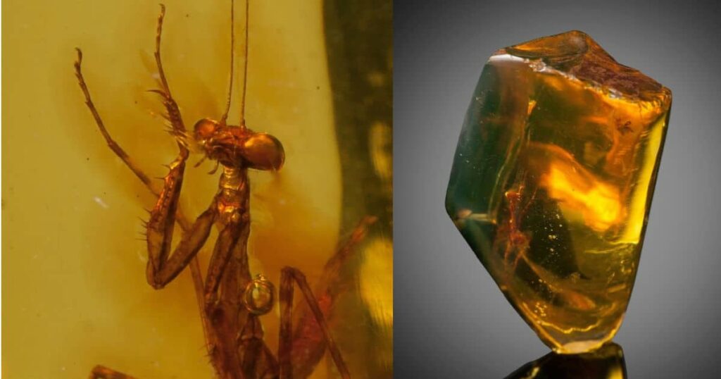 Between 23 and 34 million years old, the well-preserved praying mantis was found in amber