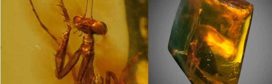 Between 23 and 34 million years old, the well-preserved praying mantis was found in amber